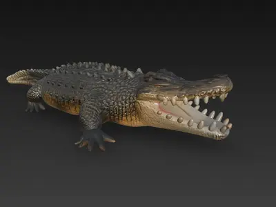 Crocodile 3D Model - Basic 3D model