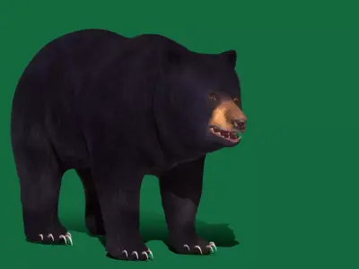 Louisiana Black Bear Free 3D model