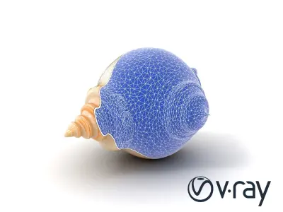 Scalloped Seashell Natural Color model pack Low-poly 3D model