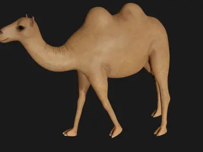 fully rigged low poly camel Low-poly 3D model