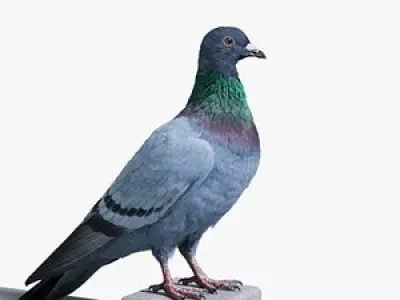 Pigeon Animated 3D model