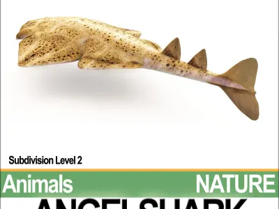 Angelshark Squatina Squatina 3D model
