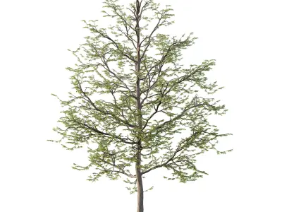 Mountain Ash Tree 013 3D model