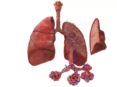 Anatomical Cross-Sectoion of LUNGS Low-poly 3D model