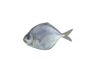 Pony Fish Low-poly 3D model