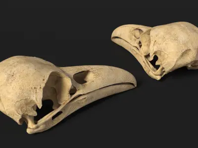  Crow Raven Skull Anatomy Model Aged 