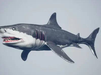 Great White Shark Low-poly 3D model 7