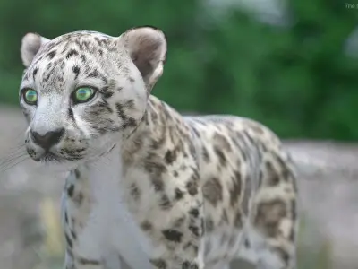 Snow Leopard Cub 3D model