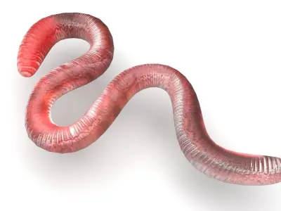 Earthworm 3D model 2