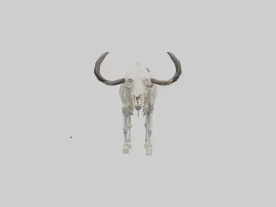 Cape Buffalo Skeleton model Low-poly 3D model
