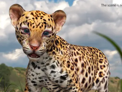 Baby Leopard Cub 3D model