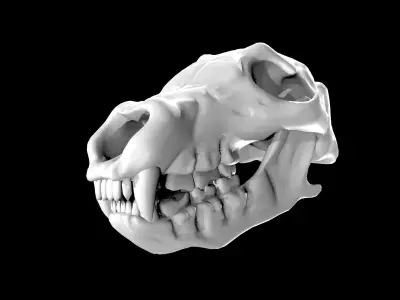 Bear Skull Low-poly 3D model
