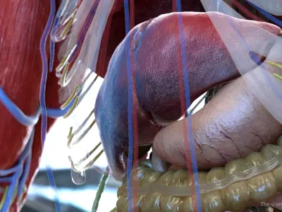  Human Organs Collection 