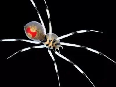 Spider Brown Widow 3D model