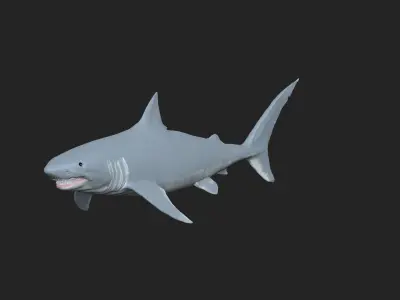 3D Shark Model Free 3D print model