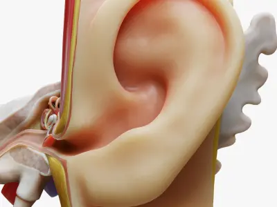 Ear Anatomy Structure Open 3D model