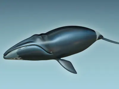 Whale Bowhead 3D model