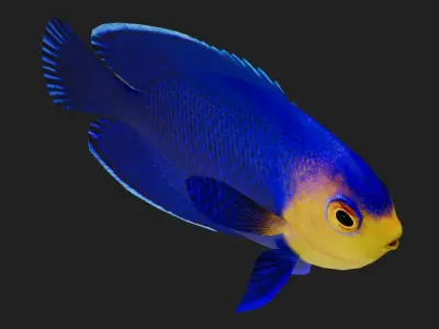 Bass fish Low-poly 3D model purchase