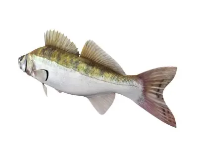 Zander Fish Sander Lucioperca 3D model