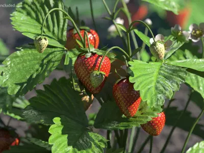 Strawberry Plant Bush with Fruits 3D model