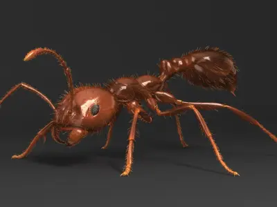 Solenopsis Invicta "Red Fire Ant" 3D model