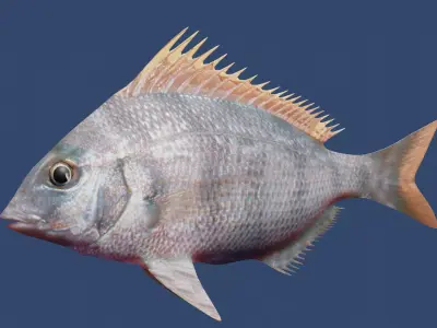 longspine porgy fish Low-poly 3D model