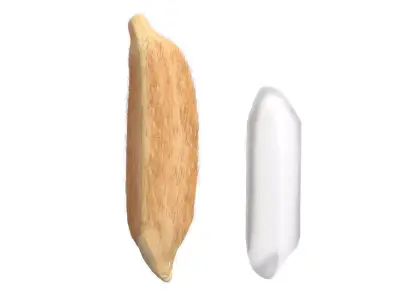 Rice grain dry and raw  Low-poly 3D model
