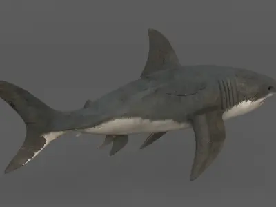 White Shark 3D model get