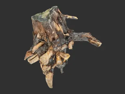 Tree Root 3D Scan 3D model from CGTrader