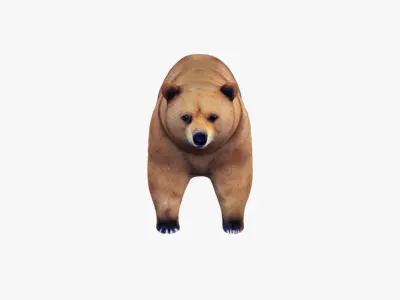 Bear Animal Free 3D model
