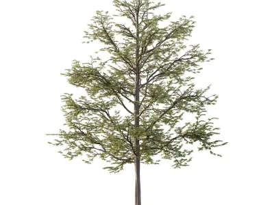 Mountain Ash Tree 11 3D model