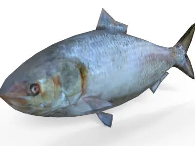 Fish Hilsa Fish Low-poly 3D model