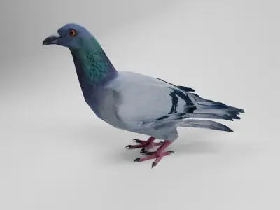 Pigeon Low-poly 3D model 3