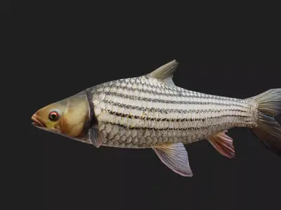 Goldenpricecarp Low-poly 3D model