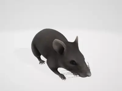 mouse rat 3D model