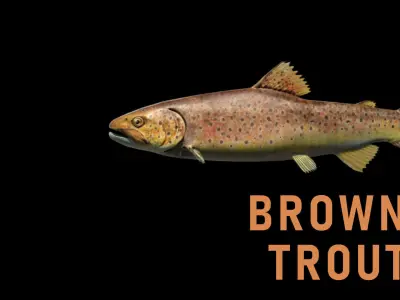 Animated Freshwater Fish Low-poly 3D model