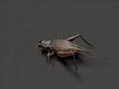 insect Low-poly 3D model buy