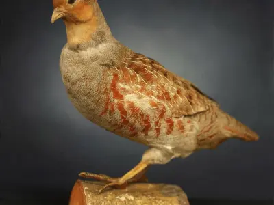 9 Birds Collection V1 Low-poly 3D model