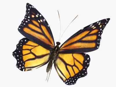 3D Tiger Monarch Butterfly 3D model