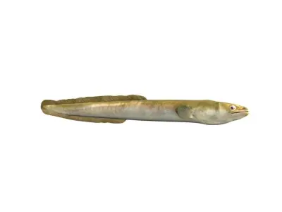 Eel Fish 3D model purchase