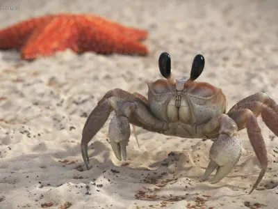  Coastal Burrowing Crab Looking Pose Pink Beige Fur 