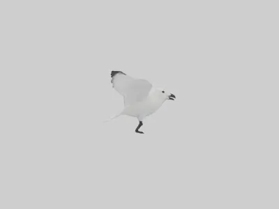 Ivory Gull flying model Low-poly 3D model