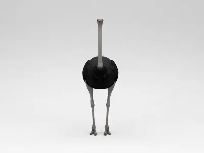 Ostrich 3D model