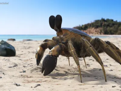  Ghost Crab Crustacean Black Fur 