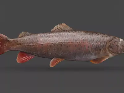 Fish Lenok 3D model
