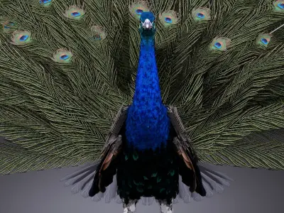 Peacock 3D model get