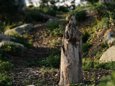  Medium Broken Splintered Decaying Bare Stump Model 