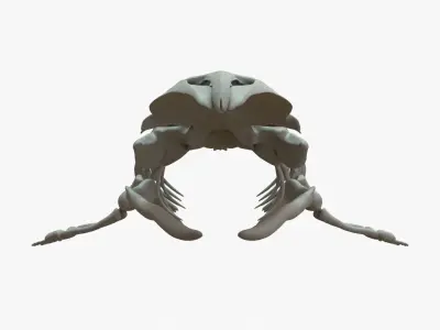Gray Whale Rigged Skeleton Low-poly 3D model