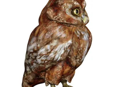 The Owl Bird 3D model