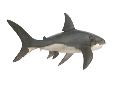 Great White Shark 3D model 4